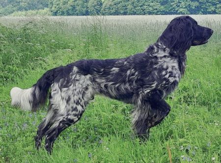 picture of dog