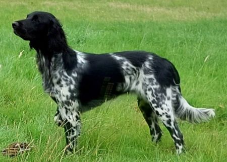picture of dog