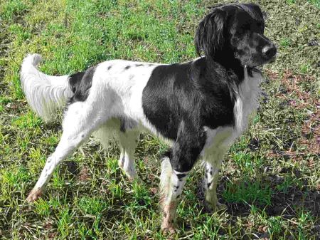 picture of dog