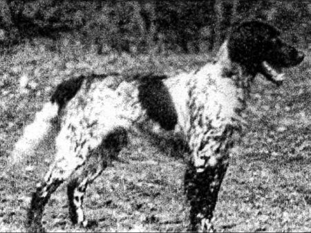 picture of dog