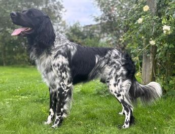 picture of dog