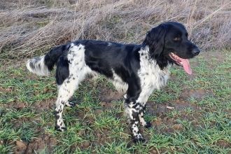 picture of dog