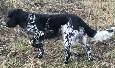 picture of dog