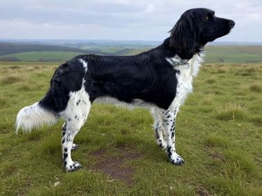 picture of dog