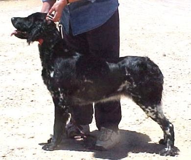 picture of dog