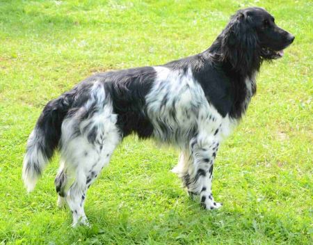 picture of dog