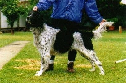picture of dog