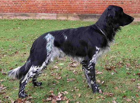 picture of dog