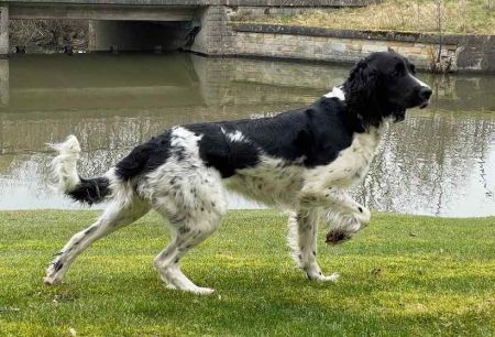 picture of dog