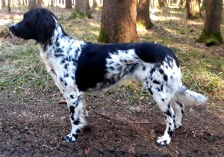 picture of dog