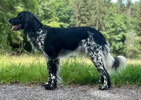picture of dog