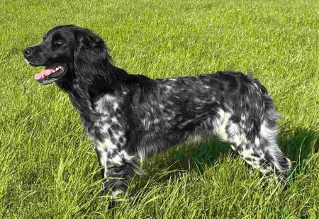 picture of dog