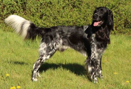 picture of dog
