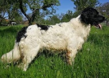 picture of dog