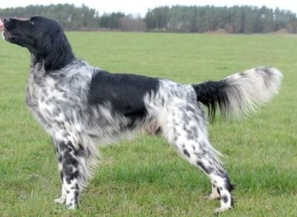 picture of dog
