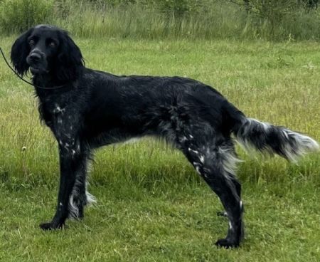 picture of dog