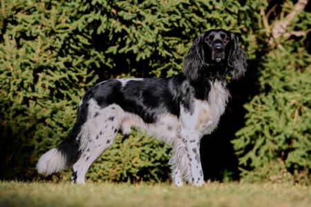 picture of dog