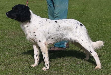 picture of dog