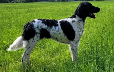 picture of dog