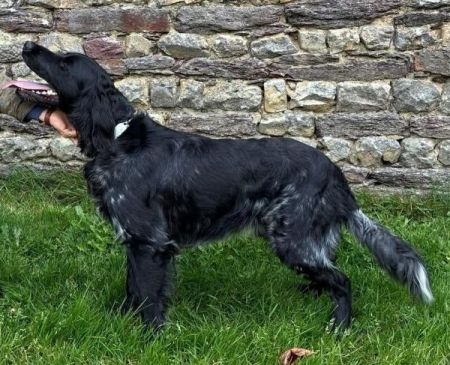 picture of dog