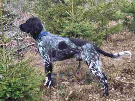 picture of dog