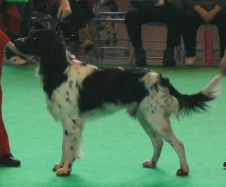 picture of dog