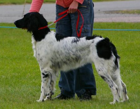 picture of dog