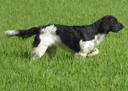 picture of dog