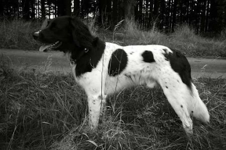 picture of dog