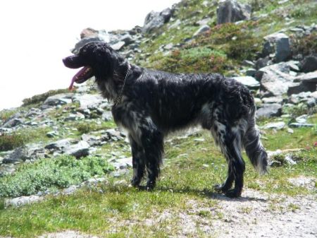 picture of dog