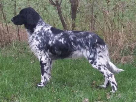 picture of dog