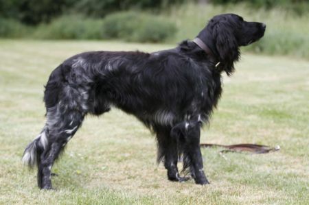 picture of dog