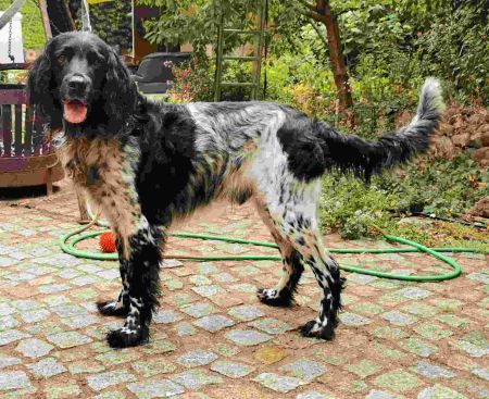 picture of dog