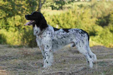 picture of dog