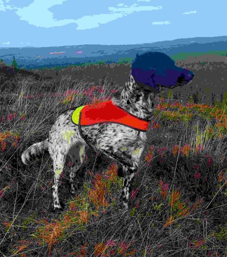 picture of dog