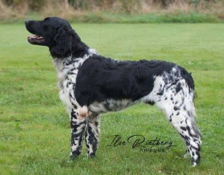 picture of dog
