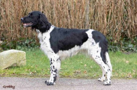 picture of dog