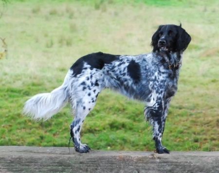 picture of dog