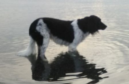 picture of dog