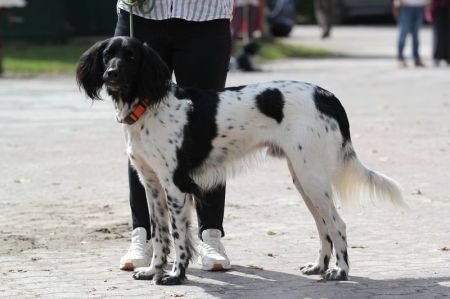 picture of dog