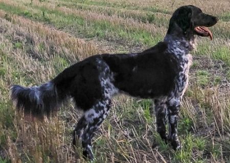 picture of dog