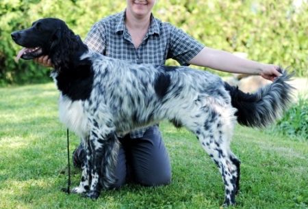 picture of dog