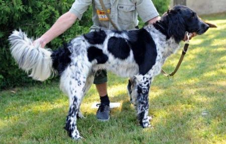 picture of dog