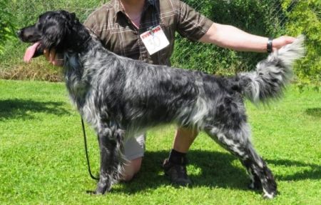 picture of dog