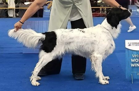 picture of dog