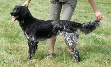 picture of dog
