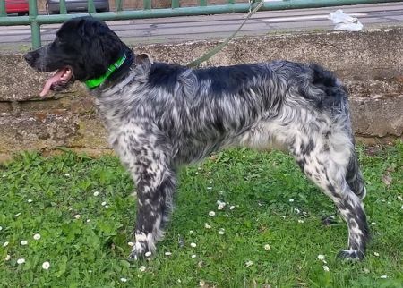 picture of dog