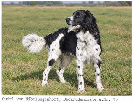 picture of dog