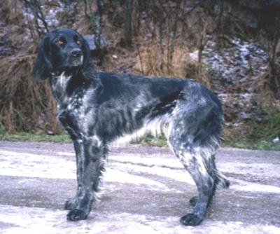 picture of dog