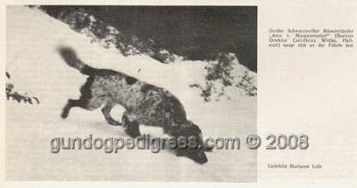 picture of dog